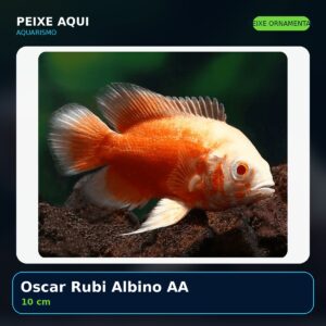 Oscar Rubi Albino AA 10 cm - peixe ornamental