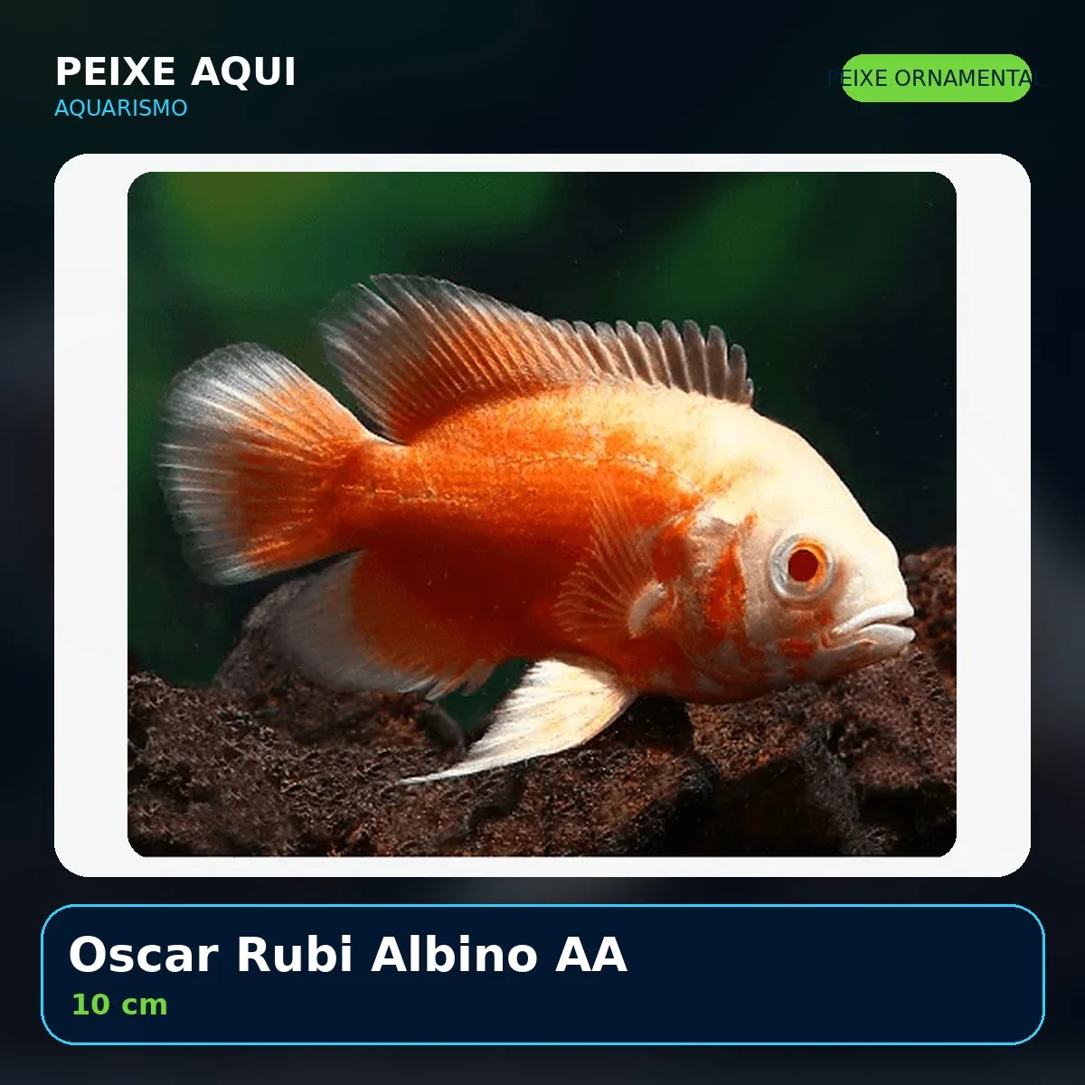 Oscar Rubi Albino AA 10 cm - peixe ornamental