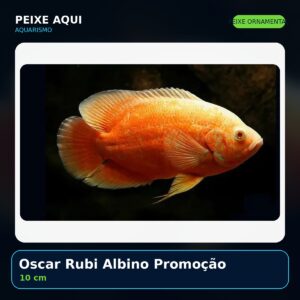 Oscar Rubi Albino 10 cm - peixe ornamental
