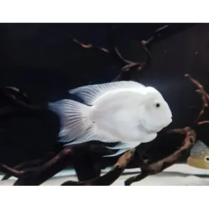Papagaio Polar White – 2-3 cm