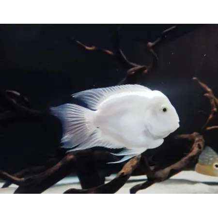 Papagaio Polar White – 2-3 cm