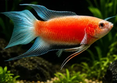 Paraiso Red Lindo Demais – 4-5 cm