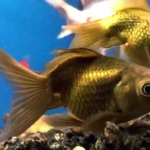 Peixe Pérola Chá tamanho médio