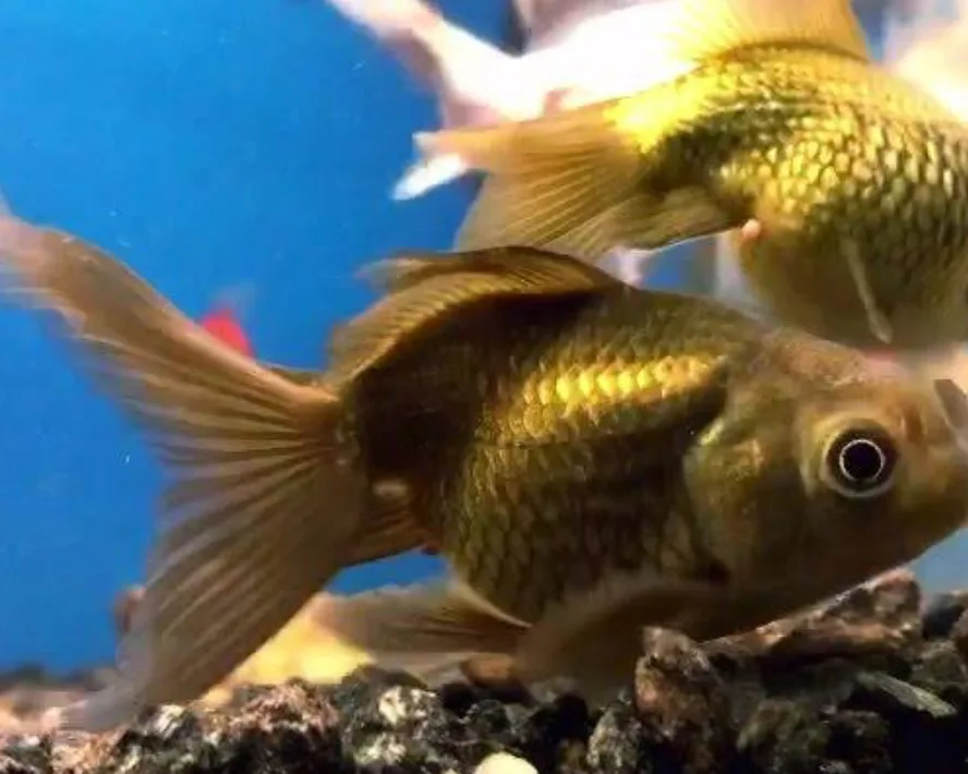 Peixe Pérola Chá tamanho médio