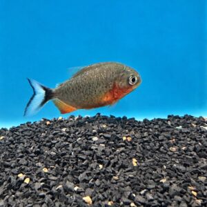 Piranha Vermelha 7–9 cm disponível para pronta entrega