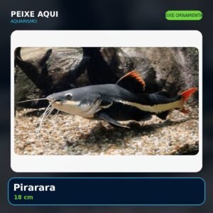Pirarara 18 cm - peixe ornamental