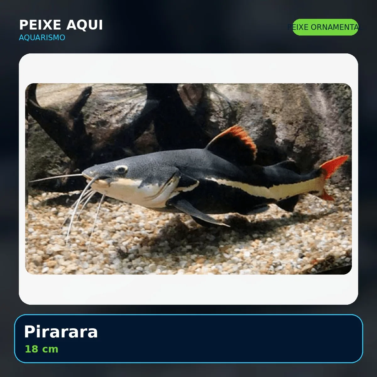 Pirarara 18 cm - peixe ornamental
