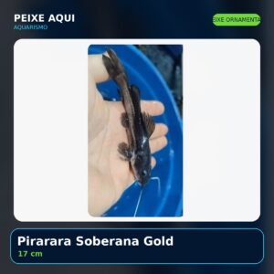 Pirarara Soberana Gold 17 cm - peixe ornamental