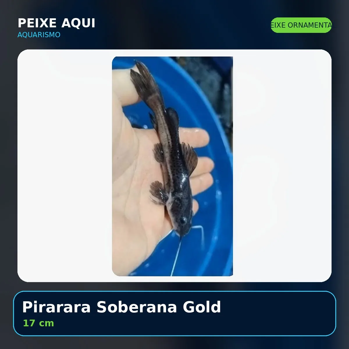 Pirarara Soberana Gold 17 cm - peixe ornamental