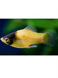 Plati Bumblebee (Abelinha) – MD