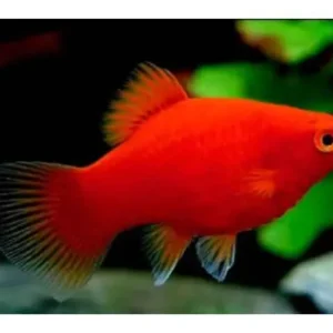 Plati Rubi – MD