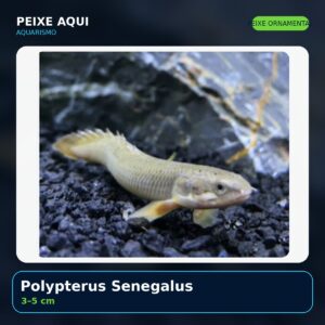 Polypterus Senegalus 3–5 cm - peixe ornamental