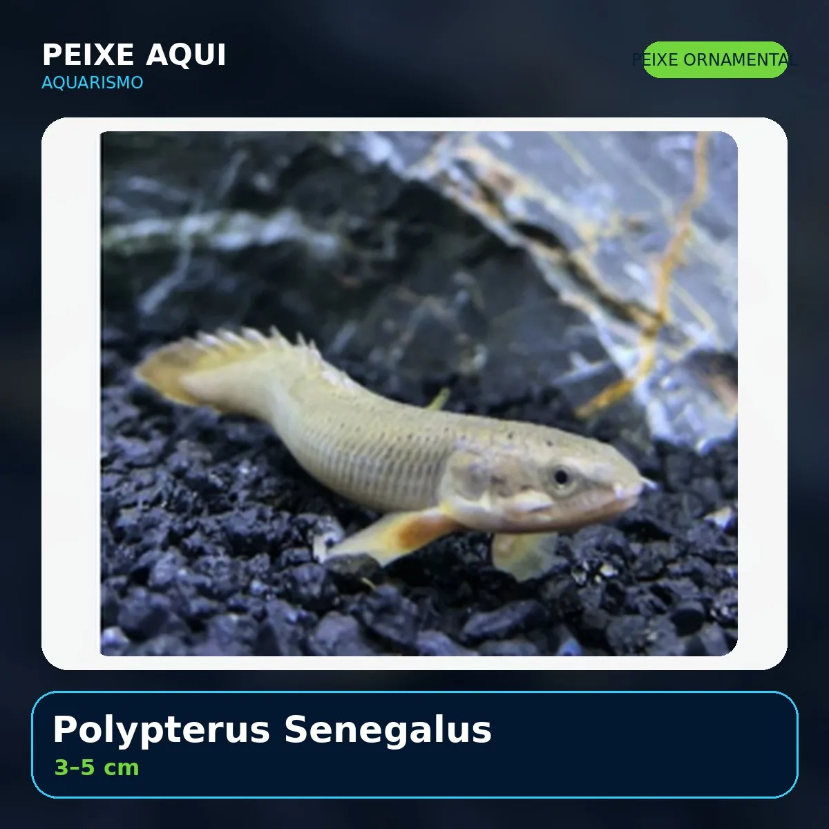 Polypterus Senegalus 3–5 cm - peixe ornamental