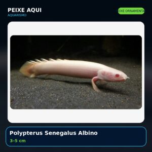 Polypterus Senegalus Albino 3–5 cm - peixe ornamental