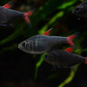 Tetra Elyios peixe ornamental