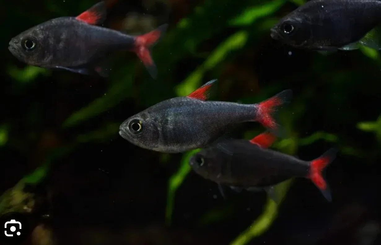Tetra Elyios peixe ornamental