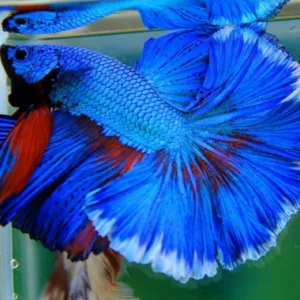 Betta macho com nadadeiras azuis e vermelhas
