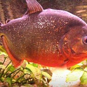 250px-Voksen_Pygocentrus_Nattereri.jpg