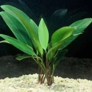 8602681882-anubia-lanceolata-e4d53dc5923ec58b2115931972357220-1024-1024.webp