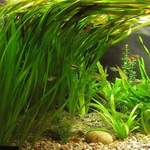 8603802407-planta-natural-valisneria-gigante-218cce7ba4eda11ce215931972188806-640-0.webp