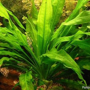 Echinodorus-bleheri.jpg