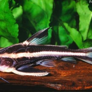 Platydoras-armatulus.jpg
