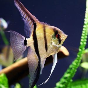 Pterophyllum-scalare1.jpg