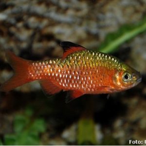 Puntius_conchonius.jpg