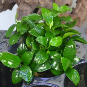 anubia_nana_petite_chacara_takeyoshi_5251_1_eb7ab67d35d35dfa68fbac00d1f3058d.jpg