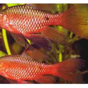 barbo_conchonio_cereja_veu_pethia_conchonius_uau_1943_2_ead60768fb5e02305a94b4707df30e0c.jpg
