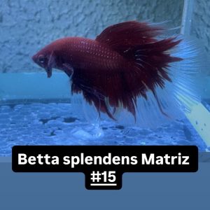 f58e8a21-2900-4414-bb40-731e809fc208