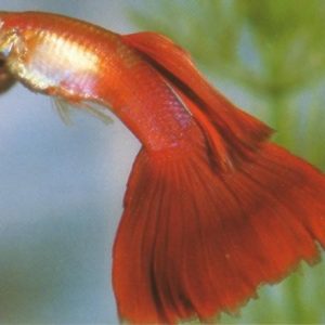 guppy-1_orig.jpg