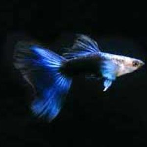 guppy-hb-neon-blue.jpg