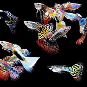 guppy-mix-color.jpg