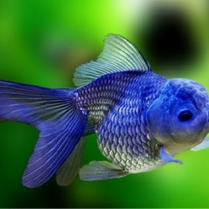 kinguio_oranda_blue_1659_1_8b21dc2234e3e5ba0d6757522d6feb80.jpg