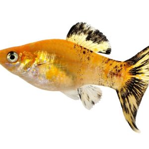 molinesia-tigre.jpg