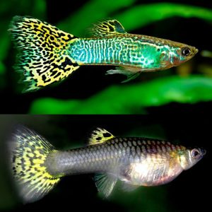 p-reticulata-guppy-green-cobra-casal.jpg
