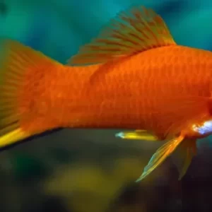 peixe-espada-xiphophorus-hellerii-7.webp