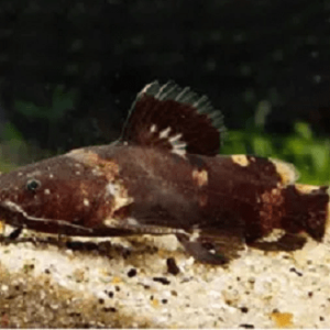 peixes-de-agua-doce-Bagre-Sunset-4-a-5-cm-Horabagrus-Brachysoma-Copia-1-copia-1-1716398876368.png