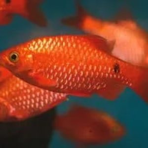 peixes-de-agua-doce-barbus-cereja-macho-3-a-4-cm-p-1719059465976.jpg