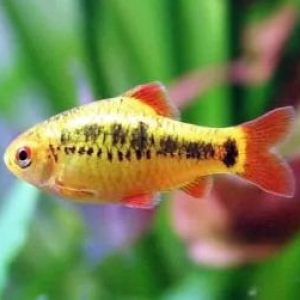 peixes-de-agua-doce-barbus-gema-3-a-4-cm-1719060408908.jpg