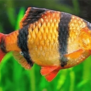 peixes-de-agua-doce-barbus-sumatra-garrafa-red-1719061370934.png