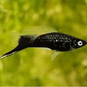 peixes-de-agua-doce-espada-negra-3-a-4-cm-1721914189149.jpg