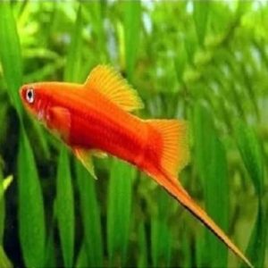 peixes-de-agua-doce-espada-sangue-3-a-4-cm-1721914346423.jpg
