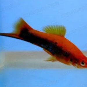 peixes-de-agua-doce-espada-tuxedo-3-a-4-cm-1721914517331.jpg