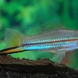peixes-de-agua-doce-espada-verde-3-a-4-cm-1721914583750.jpg