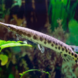 peixes-de-agua-doce-lepisosteus-oculatus-10-a-12-cm-p-1744635912683.png