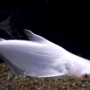 peixes-de-agua-doce-pangassis-albino-4-a-5-cm-p-1722549981312.png