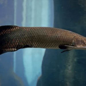 peixes-de-agua-doce-peixes-de-rio-pirarucu-12-a-15-cm-p-1739981267164.png