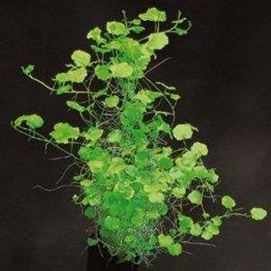 plantas_naturais_cardamine_lyrata_vaso_muda_4275_1_4c833ff6db4da34eb02c6595afcea4db.jpg